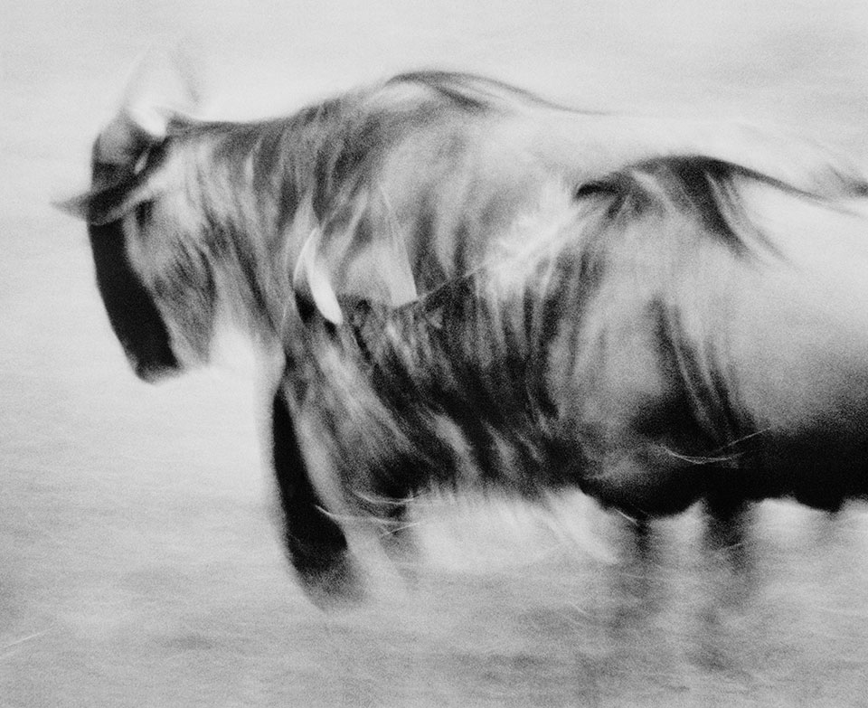 A black and white photograph of Wildebeest on the Masai Mara in Kenya.