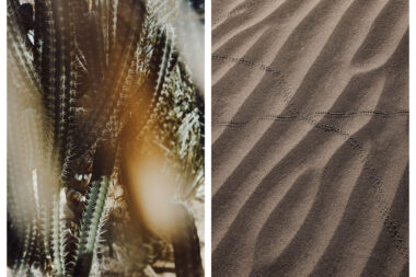 One image of a cactus and image of trails left on sand by a crab in the Wadi Sabarah Lodge, Egypt.